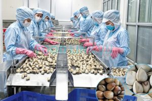 Workers processing bivalves in Vietnam seafood factory