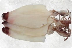 Dried Loligo Squid premium display for export from Vietnam