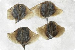 Dried Moon Fish premium quality product display from Vietnam