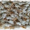 Frozen Baby Crab beautifully displayed for export from Vietnam
