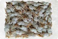 Frozen Baby Crab beautifully displayed for export from Vietnam