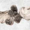 Frozen Whole Cleaned Baby Octopus from Vietnam on Display