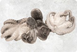 Frozen Whole Cleaned Baby Octopus from Vietnam on Display