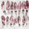 Vietnam Frozen Whole Clean Baby Loligo Squid on Display for Buyers