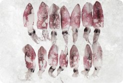 Vietnam Frozen Whole Clean Baby Loligo Squid on Display for Buyers