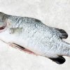 Vietnam Frozen Barramundi Whole Clean (Sea Bass) seafood product display