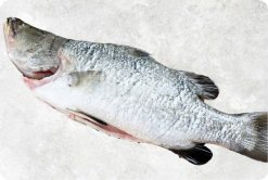 Vietnam Frozen Barramundi Whole Clean (Sea Bass) seafood product display