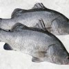 Vietnam Frozen Barramundi Whole Round (Sea Bass) on Display for Buyers