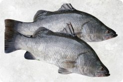 Vietnam Frozen Barramundi Whole Round (Sea Bass) on Display for Buyers