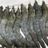 Frozen Raw Hoso Body Peel Vannamei Shrimp - Bikini Style from Vietnam