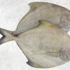 Vietnam Frozen Black Pomfret Whole Round seafood product display