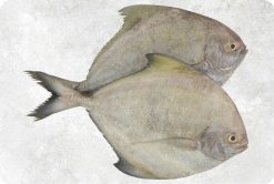 Vietnam Frozen Black Pomfret Whole Round seafood product display