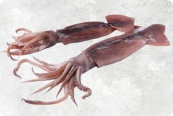 Frozen Black Squid Whole Round beautifully displayed for export from Vietnam