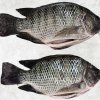 Vietnam Frozen Black Tilapia Whole Round And Whole Cleaned Display