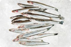 Frozen Black And White Anchovy Whole Round displayed for export from Vietnam
