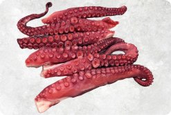 Frozen Cooked Giant Octopus Tentacles Displayed for Export in Vietnam