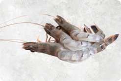 Frozen Raw Hoso Butterfly Black Tiger Shrimp Displayed for Export from Vietnam