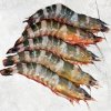 Vietnam Frozen Raw HLSO And PD Cat Tiger Shrimp Displayed for Export