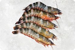 Vietnam Frozen Raw HLSO And PD Cat Tiger Shrimp Displayed for Export