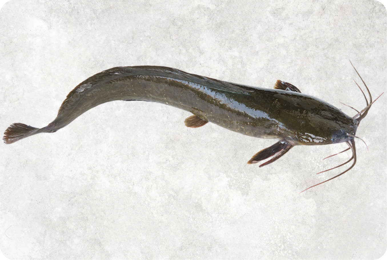 Frozen whole round catfish from Vietnam aquaculture for export