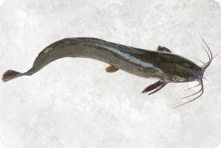Vietnam Frozen Catfish Whole Clean seafood product display