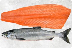 Frozen Chum Salmon premium display for export produced in Vietnam