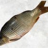 Vietnam Frozen Common Carp Whole Clean on display for seafood buyers
