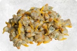 Vietnam Frozen Cooked Yellow Clam Meat premium display for export
