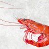 Vietnam Frozen Cooked HOSO Black Tiger Shrimp Premium Display