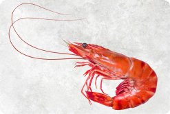 Vietnam Frozen Cooked HOSO Black Tiger Shrimp Premium Display