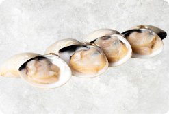 Frozen Cooked Half Shell White Clam produced in Vietnam for export