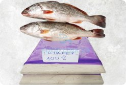 Vietnam Frozen Croaker Surimi (Frozen Guchi Surimi) Displayed for Export Showcase