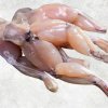Frozen Frog Legs Classic Style beautifully displayed, produced in Vietnam