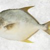 Vietnam Frozen Pompano Whole Round premium seafood display