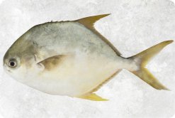 Vietnam Frozen Pompano Whole Round premium seafood display