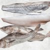 Frozen Haddock premium display produced in Vietnam
