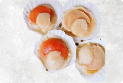 Frozen Hokkaido Scallop Half Shell produced in Vietnam premium display