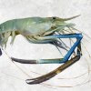 Vietnam Frozen Raw HOSO Scampi Shrimp Premium Display