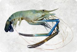 Vietnam Frozen Raw HOSO Scampi Shrimp Premium Display