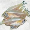 Vietnam Frozen Keski Fish Whole Round (River Anchovy) on display for buyers