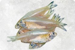 Vietnam Frozen Keski Fish Whole Round (River Anchovy) on display for buyers