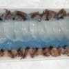 Vietnam Frozen Loligo Squid Sugata Sushi beautifully displayed for seafood buyers