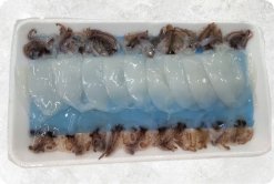 Vietnam Frozen Loligo Squid Sugata Sushi beautifully displayed for seafood buyers