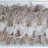 Vietnam Frozen Loligo Squid Tentacles Sushi Display