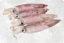 Vietnam Frozen Whole Clean Loligo Squid Display for Export Market