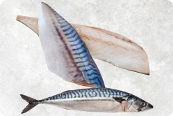 Frozen Norway And Japanese Mackerel produced in Vietnam for premium export markets