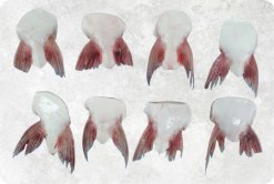 Frozen Pangasius Fin (Swai Fish) Displayed for Export Buyers in Vietnam