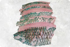 Vietnam Frozen Parrot Fish Fillet (Parrotfish) Display for Export