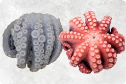 Vietnam Frozen Whole Clean Octopus (Whole Clean Octopus) Displayed for B2B Buyers
