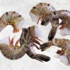 Vietnam Frozen Raw HLSO And HLSO EZP Black Tiger Shrimp on Display